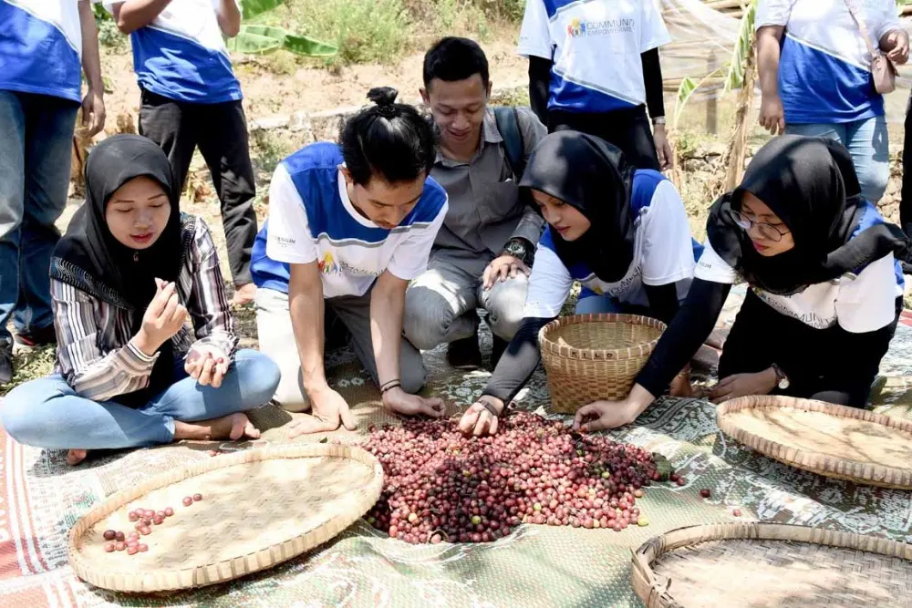 Kopi Roki Robusta Indrokilo: Berantas Pengangguran Ibu - Ibu Dusun Indrokilo