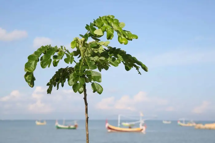 Hijaukan Jalur Lingkar Pulau Madura “Menanam Trembesi 296 KM Lingkar Pulau Madura”